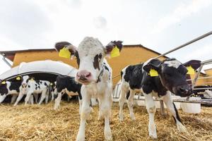 boskapskomgård. flock svartvita kalvar tittar intresserat på kameran. uppfödning av kor i fri djurhållning. ladugård foto