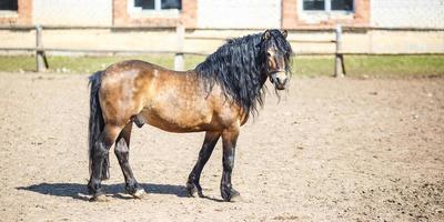 brun häst med en svart manen promenader Bakom de staket foto