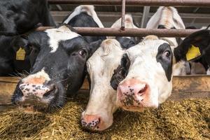 ladugård. boskapskomgård. flock svarta vita kor tittar på kameran med intresse. uppfödning av kor i fri djurhållning. foto