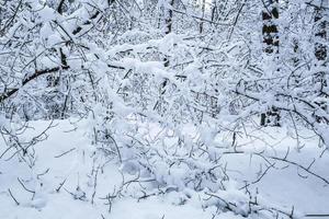 vinter- tall träd skog täckt med snö. skön vinter- panorama på snöfall foto