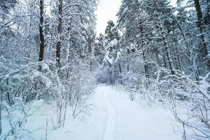 vinter- tall träd skog täckt med snö. skön vinter- panorama på snöfall foto