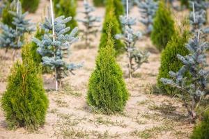 rader av unga barrträd i växthus med många växter på plantage foto