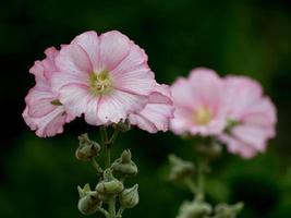 somrar blommor i de trädgård foto