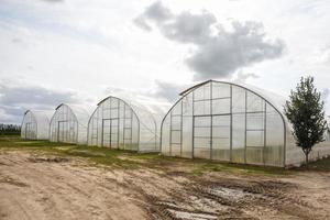 rader av växthus med en massa av växter på plantage foto