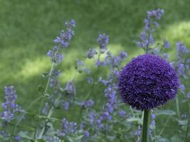 blödning blommor i de trädgård foto