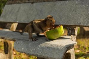 vild apa med frukt foto