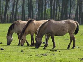 vilda hästar i det tyska muensterland foto