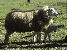 många fåren i Westfalen foto