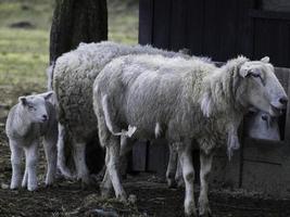 fåren på en äng i Westfalen foto