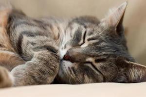 inhemsk grå sovande katt foto