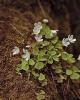 blomma och de berg foto