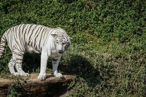 vit tiger stående på de kant av sten i de naturlig Zoo foto