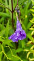 waterkanon blomning i de trädgård med regndroppar foto