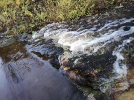 stark ström på en liten flod. forsar på vattnet foto