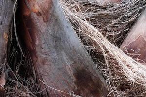 tropisk handflatan träd trunk närbild, handflatan textur och mönster, texturerad träd bark yta, naturlig bakgrund. foto