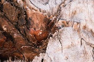 tropisk handflatan träd brun bark textur, närbild, naturlig bakgrund, de grov yta av de exotisk handflatan trunk. foto