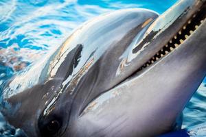 delfin leende i vatten scen med handen under halsen foto