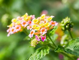 närbild lantana camara foto