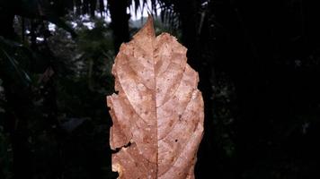 enkel Foto av torkades brun löv