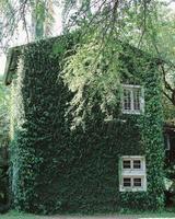 gammal byggnad hus täckt med grön murgröna växt, vår och naturlig begrepp foto