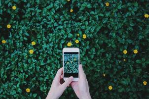 kvinna hand tar Foto av skön blommor på grön växt med smartphone på de trädgård