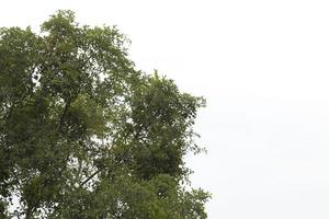 lång sudd träd den där växa naturligtvis täckt med grön lövverk och skugga-skugga träd. Begagnade för framställning möbel och plantering hus på en vit bakgrund. foto