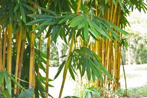 bambuskog bakgrund foto