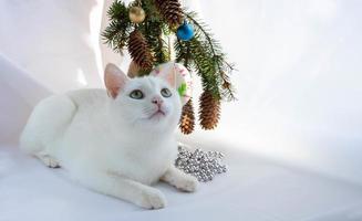 ny år afton, 2022.a vit nyfiken katt sitter Nästa till en jul träd bukett foto
