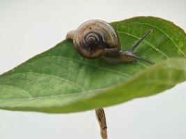 snigel på de blad, i de morgon- med vit bakgrund, makro fotografi, extrem stänga upp foto