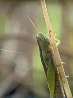 gräshoppa på kvist, makro fotografi, extrem stänga upp foto