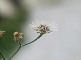 maskros utsäde, makro fotografi, extrem stänga upp foto