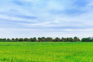 grön fält, grön träd och blå himmel bakgrund, webb baner foto