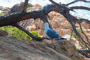 blå himmel och blå hav på de costa brava foto