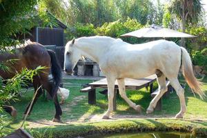 hästar äter lugnt i de fruktträdgård på en solig dag foto