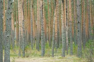 de skog av deras tall träd stående knappast hetero foto