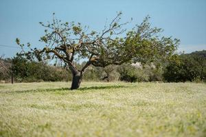 lantlig fält av santa anges de la korona, ibiza, Spanien. foto