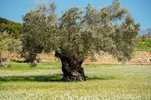 lantlig fält av santa anges de la korona, ibiza, Spanien. foto