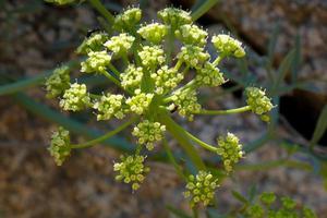 medelhavs växter och blommor av de katalansk costa brava foto