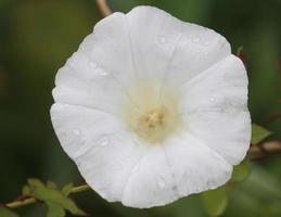 en vit fördärv ogräs i full blomma med vatten droppar på de kronblad. foto
