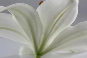 de undersida av en vit lilja. foto