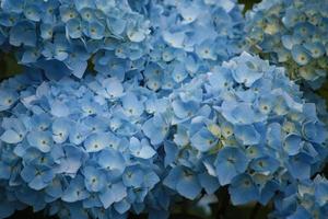 en grupp av blå hydranea blommor. foto