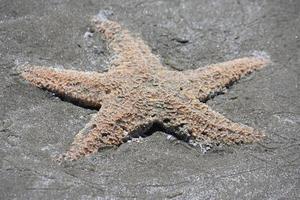 en död- sjöstjärna tvättades upp på en strand. foto