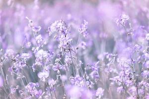 skön lila vild blommor blomning med uppfriskande i de morgon, mjuk pastell på natur bokeh bakgrund foto