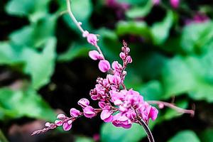 rosa blomma med fläck bakgrund textur foto