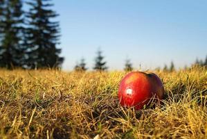 röd äpple i gräs foto