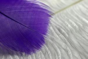 makro se av liggande violett fjäder foto
