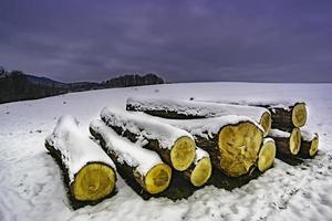 trunkar av fällda träd i vinter- foto