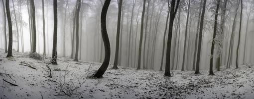 vinter- bok skog foto