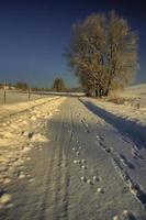 träd stående på vinter- väg foto