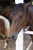brun häst i en bås, närbild, vertikal arrangemang foto